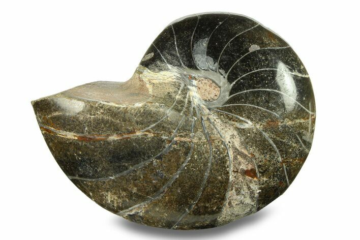 Polished Fossil Nautilus (Cymatoceras) - Unusual Black Color! #282445